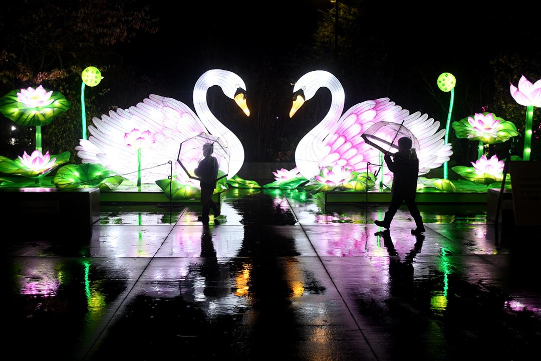 WildLanterns Dazzles At Seattle’s Woodland Park Zoo | ParentMap